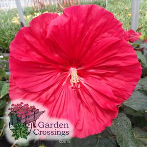 Starry, Starry Night Hardy Hibiscus