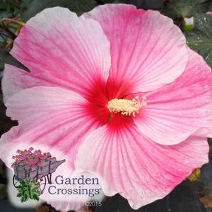 Starry, Starry Night Hardy Hibiscus