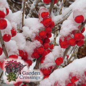 Holly Berries for Winter Interest