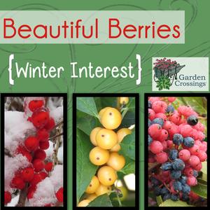 Holly Berries for Winter Interest