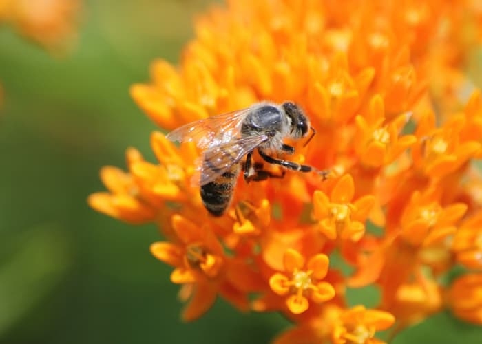 Pollinator Plants- Milkweed