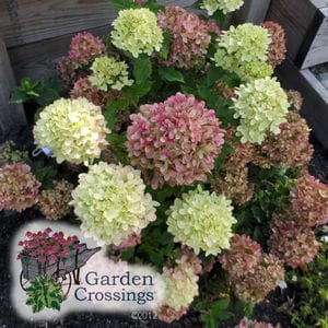 Hardy Hydrangea