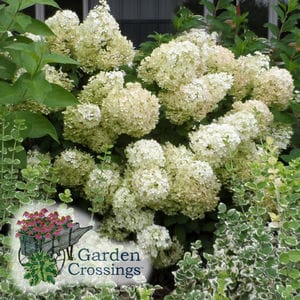 Hardy Hydrangea