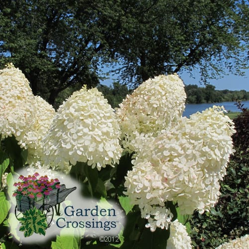 Hardy Hydrangea