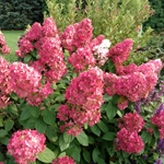 Firelight Hydrangea