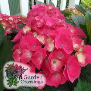 Hydrangea 'Paris' - Pink