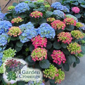 Hydrangea-Pink or Blue