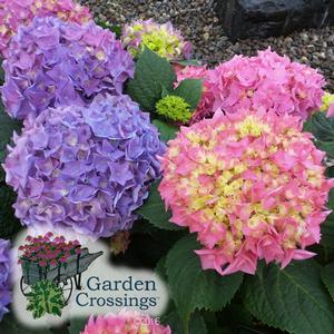 Hydrangea care