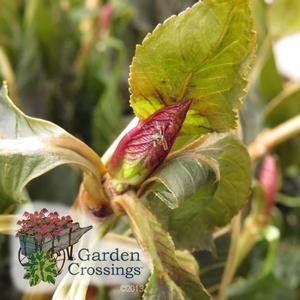 Hydrangea Pruning