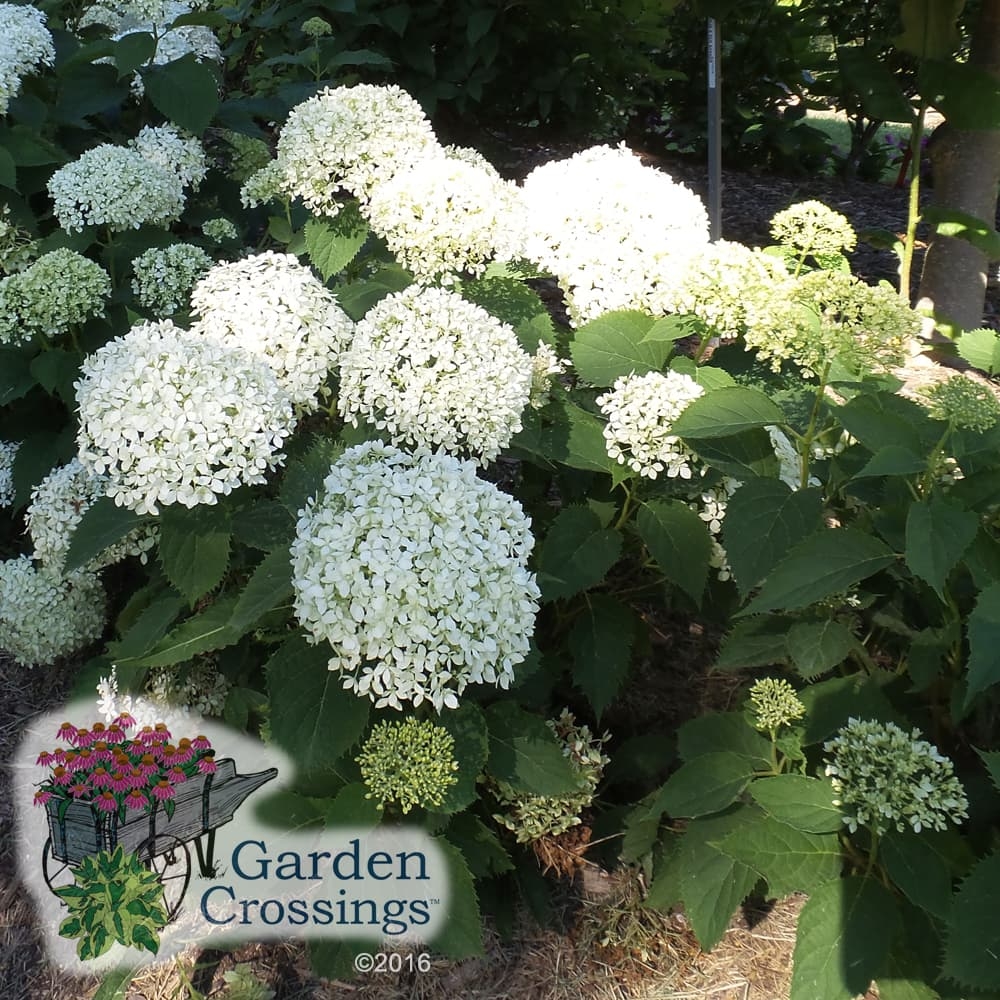 Smooth Hydrangea