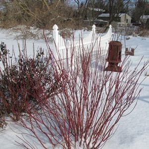 Arctic Fire™ Cornus in January