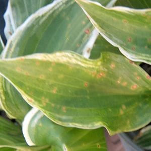 Leaf Spot