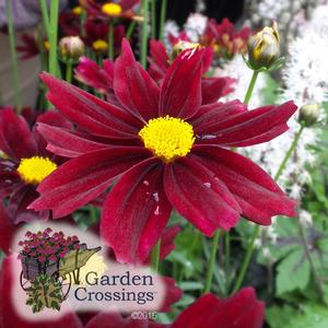 LI'L BANG™ Coreopsis