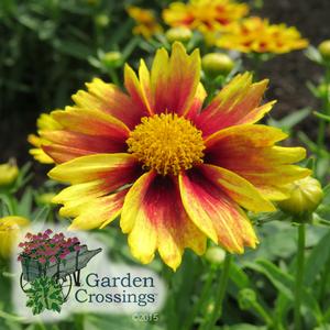 LI'L BANG™ Coreopsis