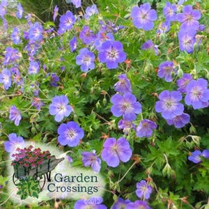 Long Blooming Perennials