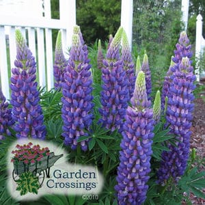 Lupine