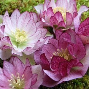 Hellebores have stunning blooms that appear in late winter and early spring.