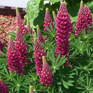 The Lupine Blooms Bring the Seasons First Butterflies and Hummingbirds