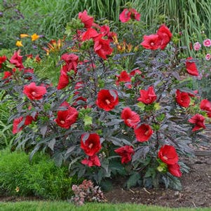 Midnight Marvel Hibiscus