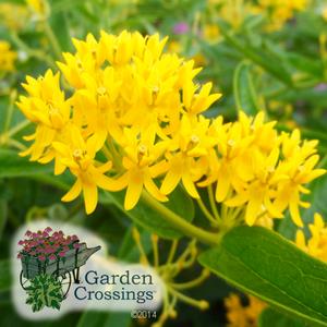 Asclepias Milkweed