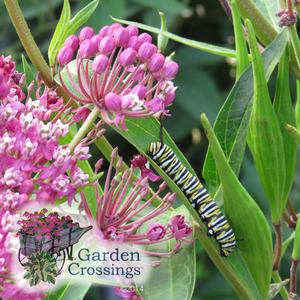 Asclepias Milkweed