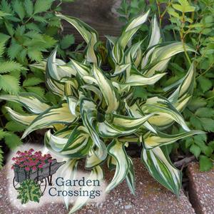 Miniature Hostas Make An Impact