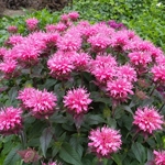 Mondara Bee Balm