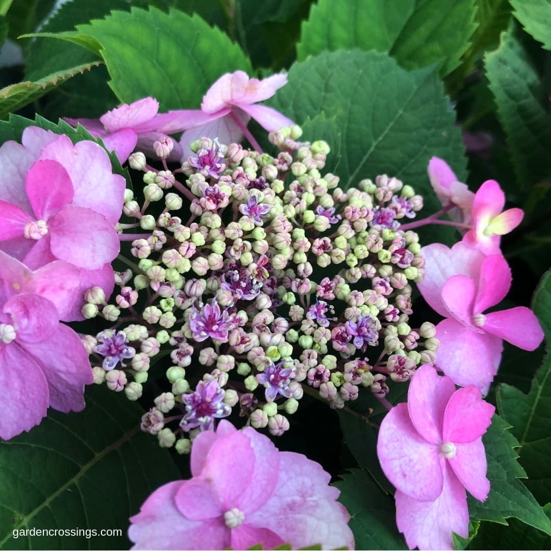 Mountain Hydrangea