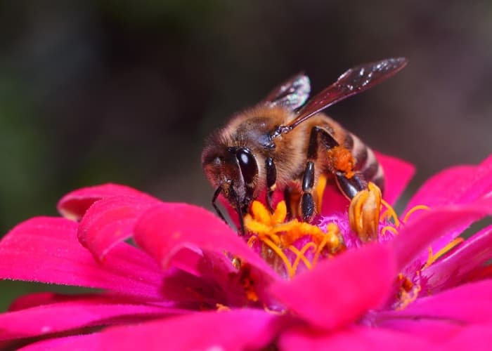 Pollinator Plants