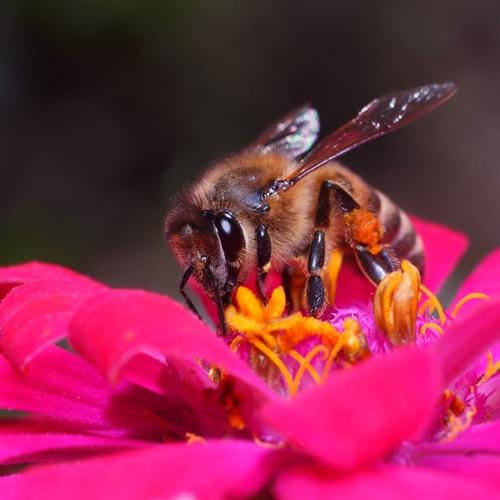 Pollinator Plants