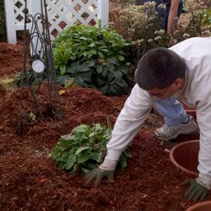 Now Is A Great Time To  Mulch Your Plants