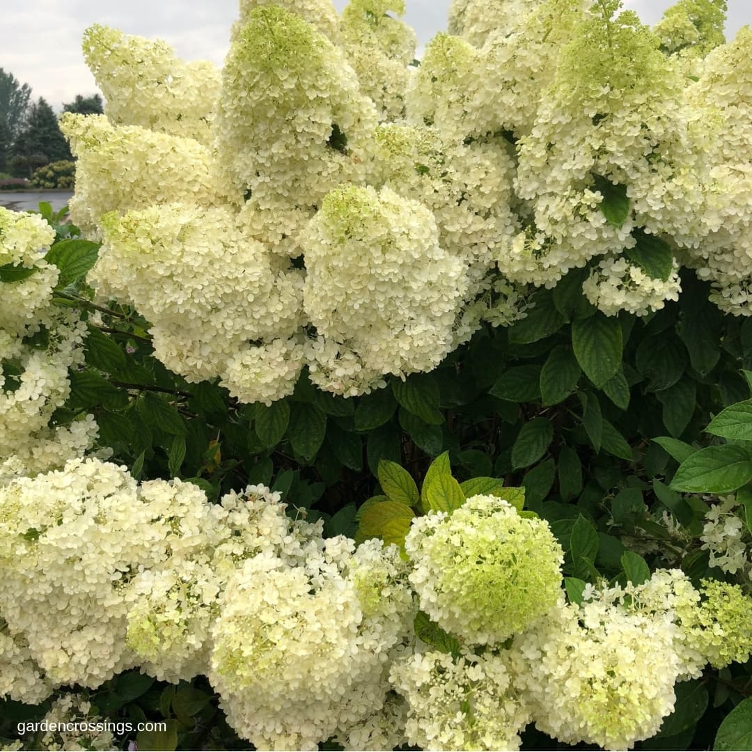 Panicle Hydrangea