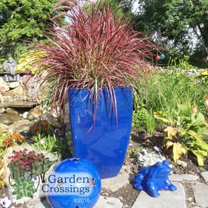 pennisetum fireworks grass