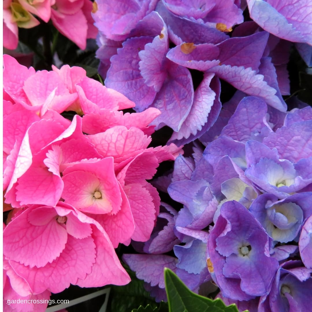 Bigleaf Hydrangea