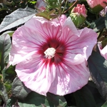 Hardy Hibiscus