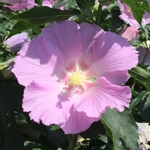 Rose of Sharon