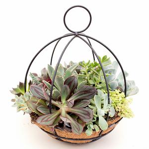 Succulent Ball Planter