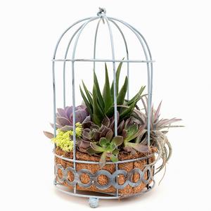 Succulent Birdcage Planter