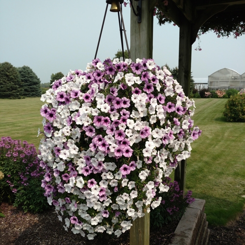 Supertunia Bordeaux Petunia