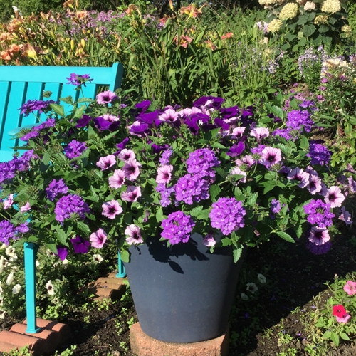 Supertunia Bordeaux Petunia