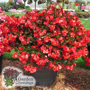 Surefire™ Red Begonia