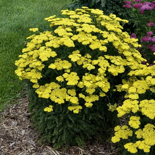 Yarrow