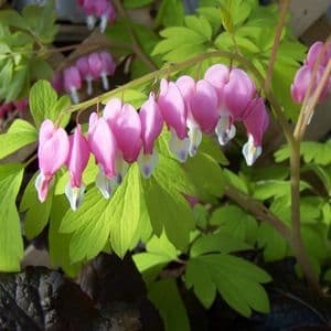 Bleeding Hearts