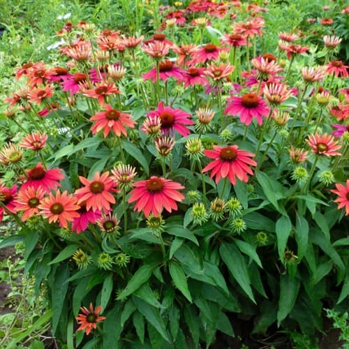 Coneflowers