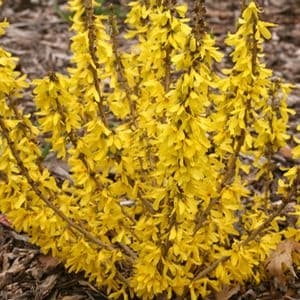 Forsythia