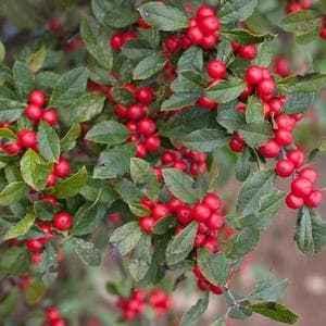 Winterberry