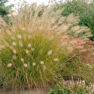 ornamental grass