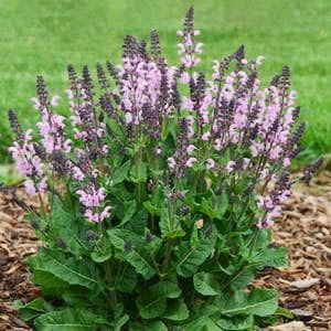 Perennial Salvia