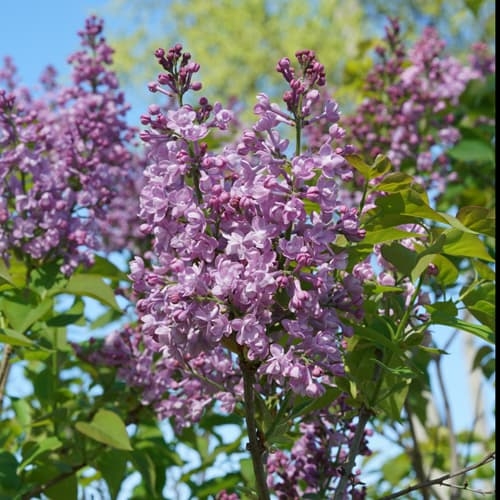 lilacs