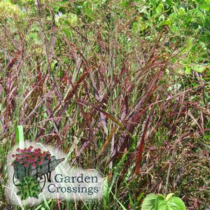 Panicum Cheyanne Sky